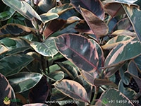 elastica-tineke-rubber-plant