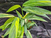 epipremnum-amplissimum-variegated