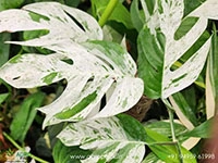 epipremnum-pinnatum-marble