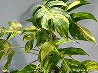 Epipremnum-pinnatum-Golden-Flame-variegata3