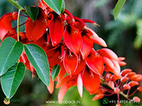Erythrina-crista-galli1