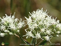 eupatorium