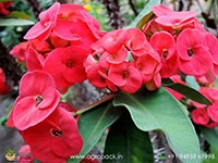 Euphorbia-Milii1