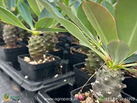 Euphorbia-Pachypodioides5