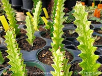 euphorbia-trigona-variegata