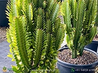 euphorbia-trigona-green