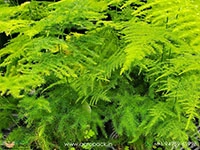 ever-green-asparagus