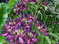 Evergreen-Wisteria-Millettia-reticulata3