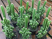 fairy-castle-cactus