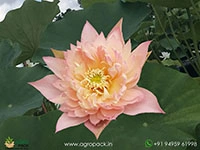 feather-skert-bowl-lotus