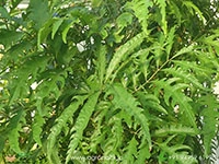 fern-leaf-aralia
