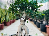ficus-bonsai