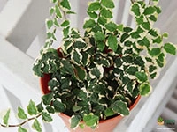 ficus-pumila-variegated