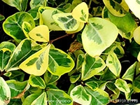 ficus-triangularis-aurea