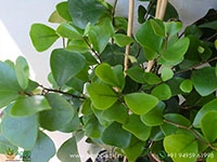 Ficus-Triangularis-Green3