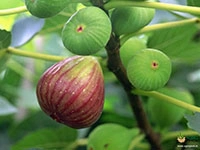 fig