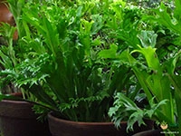Fishtail-Fern3