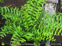 fishtail-sword-fern
