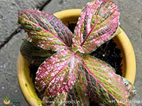 fittonia-albivenis-red-variegated