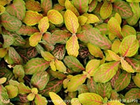 fittonia-albivenis-ruby-lime