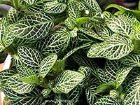 fittonia-white