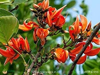 flame-of-the-forest-palash-butea-monosperma