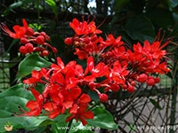 Flaming-glory6