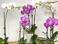 flowered-phalaenopsis-orchids