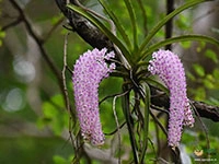 foxtail-orchid