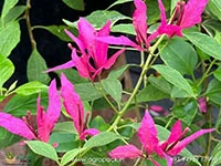 Fuchsia-butterfly-bougainvillea1