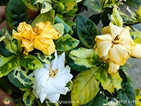 gardenia-jasminoides-variegata