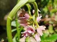 Geodorum-densiflorum-Pink-Nodding-Orchid5