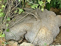 gerrardanthus-macrorhizus