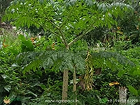 giant-elephant-foot-yam