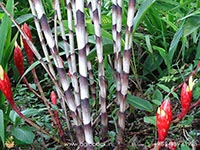 ginger-bamboo