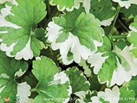 glechoma-hederacea-variegata
