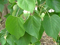 Gmelina-arborea2