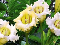 golden-chalice-vine