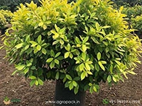 Golden-Ficus3