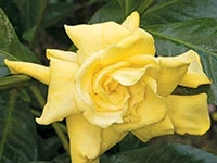 Golden-Gardenia1