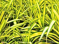 golden-pandanus
