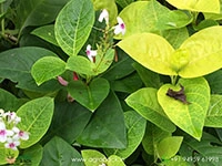 golden-pseuderanthemum