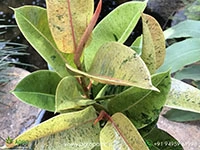 golden-shivereana-rubber-plant