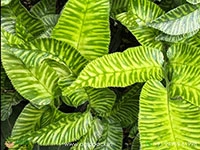 Golden-Zebra-Fern2