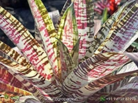 goudaea-nazca-bromeliad