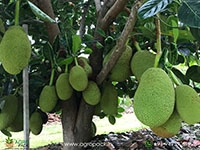 grafted-jackfruit