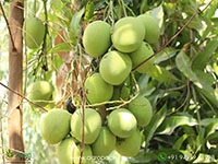 grafted-mango-tree