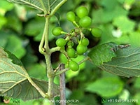 green-grapes
