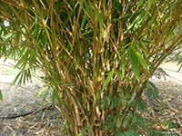 green-long-bamboo