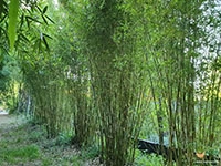 green-multiplex-bamboo